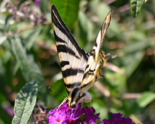 Réf. 54 111 : Iphiclides podalirius feisthamelii