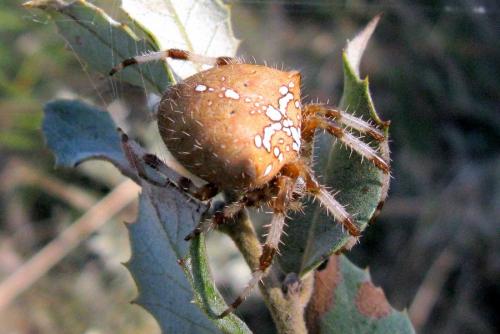 Araneus pallidus