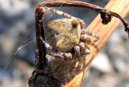 Araneus angulatus