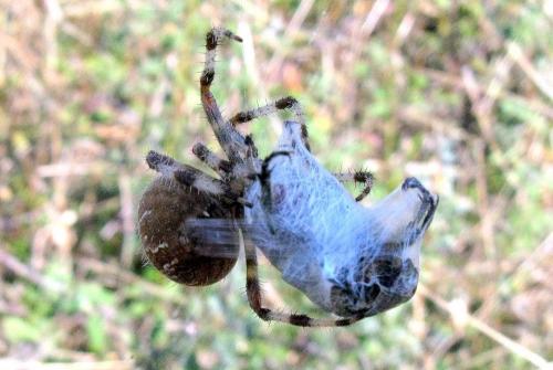 Araneus pallidus