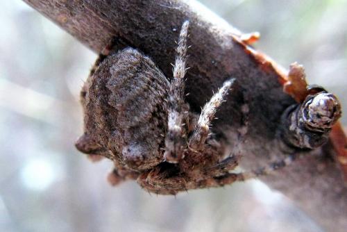 Araneus angulatus