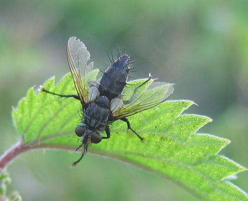 Exorista sp.