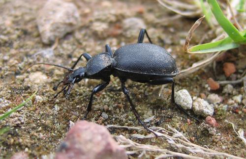 Cychrus caraboides