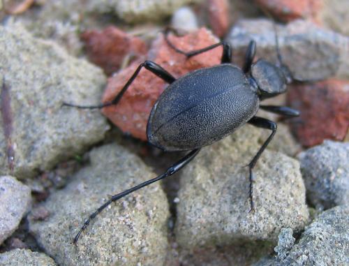 Cychrus caraboides