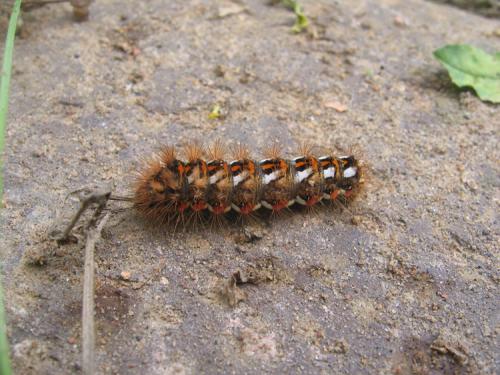 Acronicta rumicis