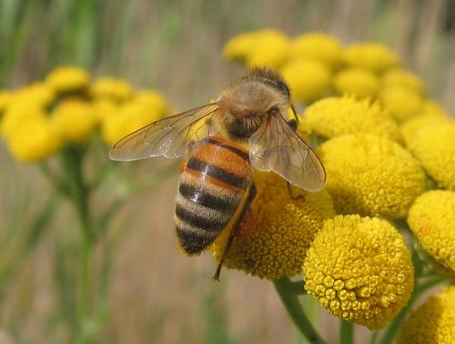 Réf. 54 294 : Apis mellifera