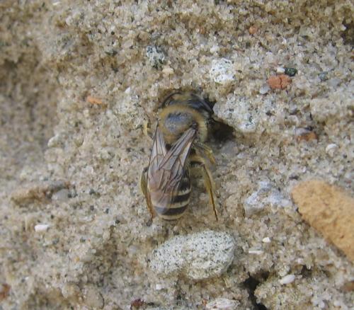 Colletes sp.