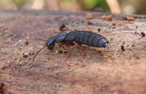 Ocypus brunnipes