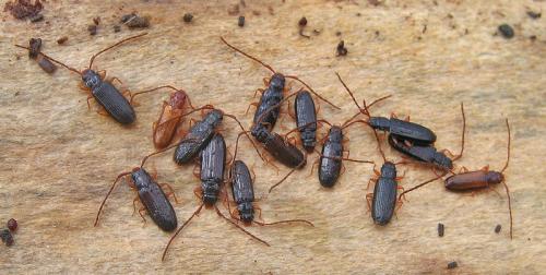 Réf. 54 401 : Uleiota planatus