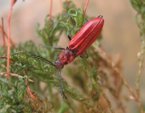 Anostirus purpureus