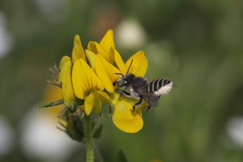 Megachile sp.
