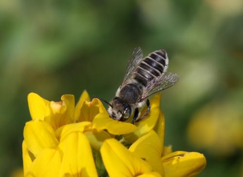 Megachile sp.