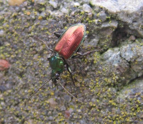 Agonum sexpunctatum