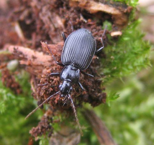 Réf. 54 733 : Platynus assimilis