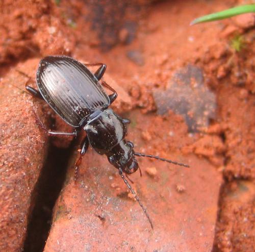 Pterostichus oblongopunctatus