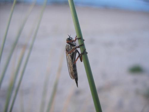 Neomochtherus geniculatus