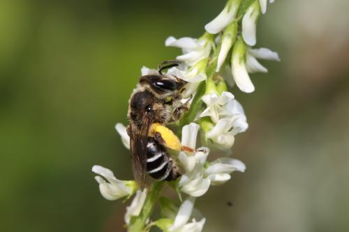 Andrena ovatula