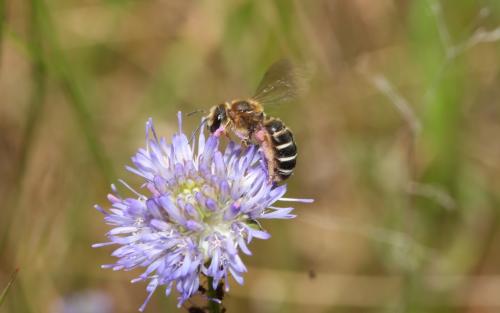 Halictus quadricinctus
