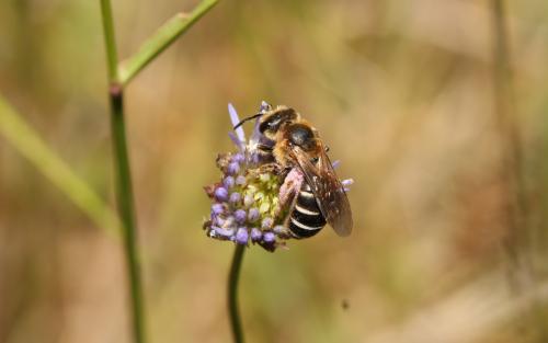 Halictus quadricinctus