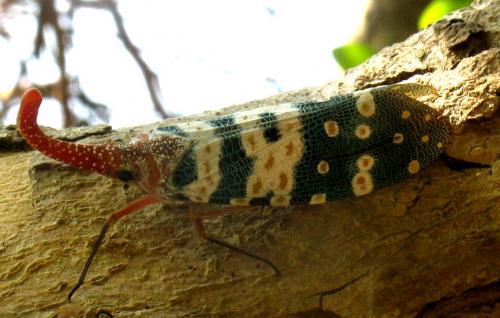 Réf. 54 017 : Pyrops sp.