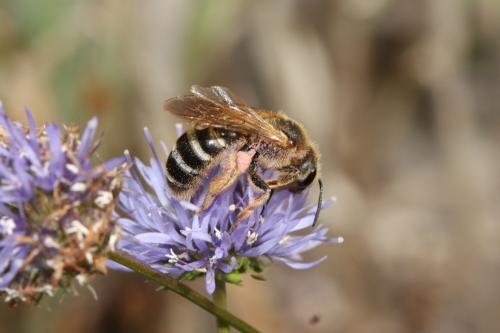 Halictus sexcinctus