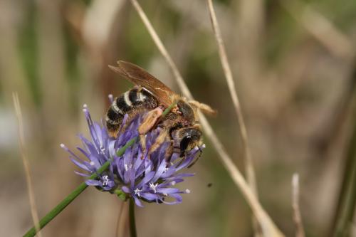 Halictus sexcinctus