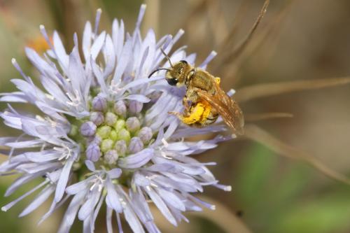 Seladonia sp.