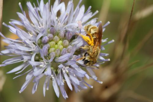 Seladonia sp.