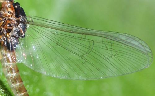 Baetis sp.