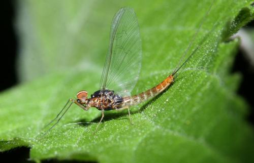 Baetis sp.