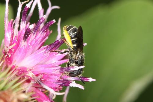 Heriades sp.