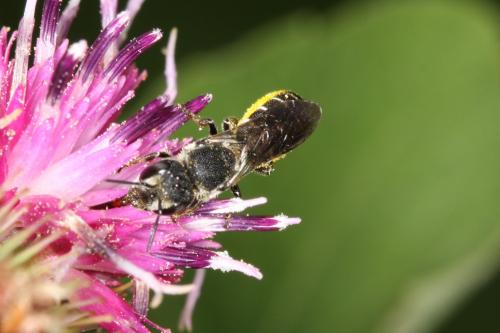 Heriades sp.