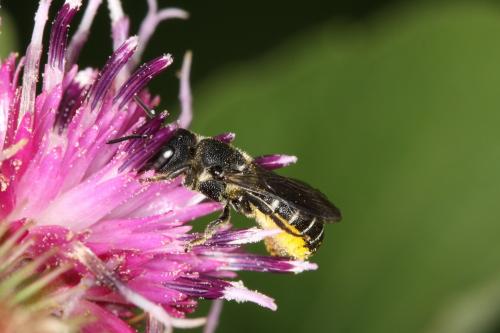 Heriades sp.