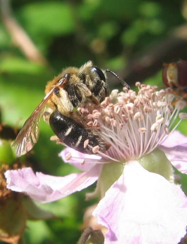 Andrena sp.