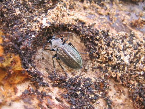 Réf. 54 169 : Carabus granulatus