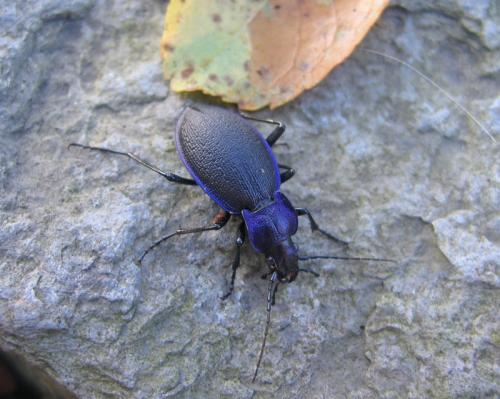 Carabus problematicus