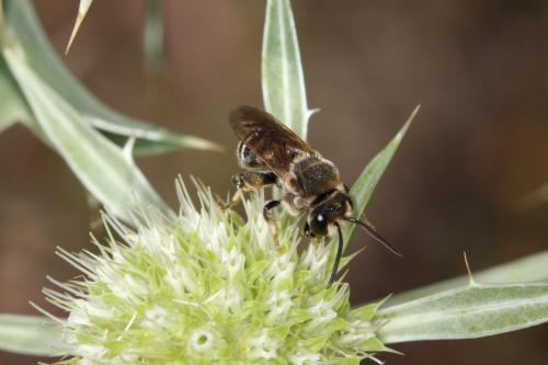 Nomiapis diversipes