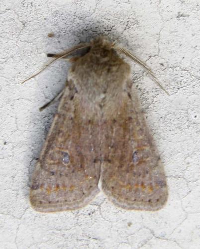Réf. 54 987 : Orthosia cruda