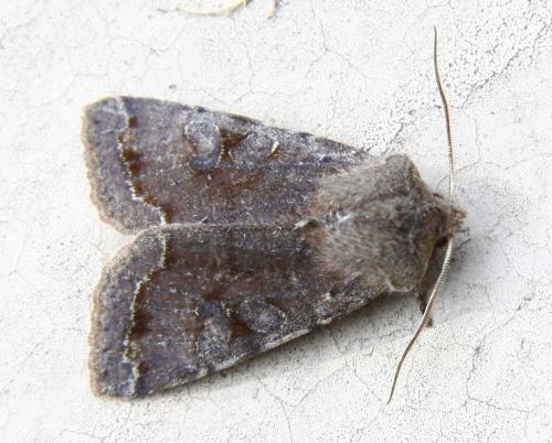 Réf. 54 984 : Orthosia incerta