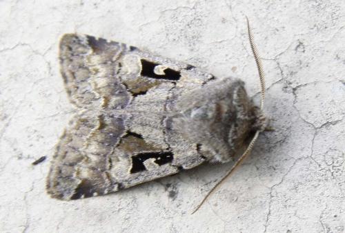 Orthosia gothica