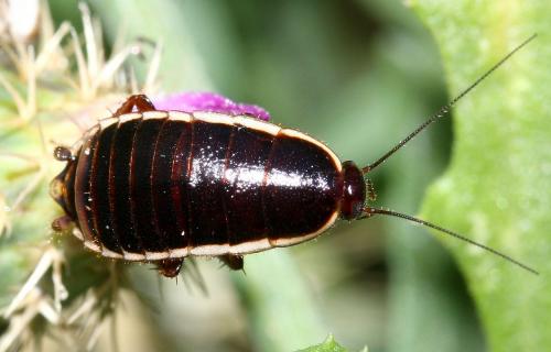 Réf. 54 430 : Loboptera decipiens