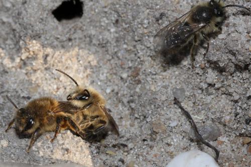 Colletes cunicularius