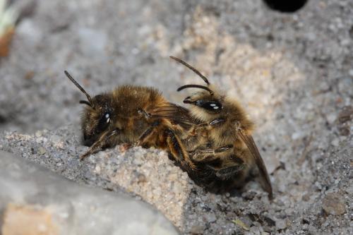 Réf. 54 804 : Colletes cunicularius