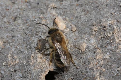 Colletes cunicularius