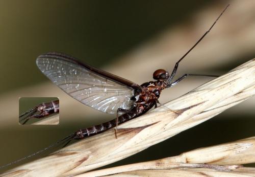 Choroterpes picteti