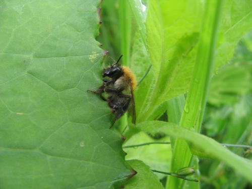 Bombus sp.