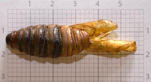 Cossus cossus