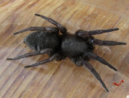 Scotophaeus sp.