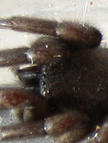 Scotophaeus sp.