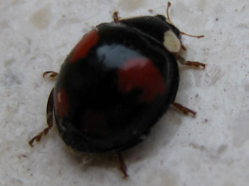 Réf. 54 189 : Harmonia axyridis